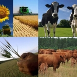 Особливості отримання фінансової державної підтримки сільськогосподарських обслуговуючих кооперативів