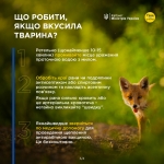 Що робити, якщо вкусила тварина?