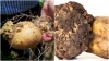 У Луцькому районі запроваджено карантинний режим по раку картоплі (Synchytrium endobioticum)