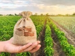 Страхування врожаю для аграріїв стане дешевшим, - Роман Лещенко