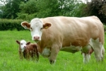 Уряд надаватиме дотації за утримання  корів та молодняку  (інструкція для отримання коштів)
