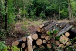 Ліс у смартфоні: Держлісагентство запустило пілотний проект e-реєстру заготівлі деревини та онлайн-карту рубок
