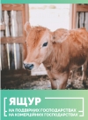 Вірус ящуру у тварин – що потрібно знати