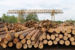 В Україні з 1 листопада 2019 року запрацює система електронного обліку деревини