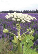 Небезпека, яку спричиняє борщівник Сосновського, правила поведінки та методи боротьби з ним
