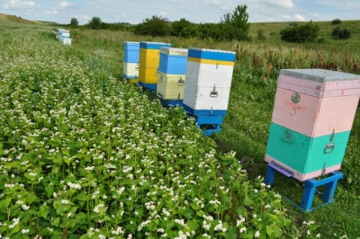 У &laquo;Міжгір&rsquo;ї&raquo;  цвіте гречка