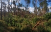На Колківщині буревій повалив більше 30 га лісу