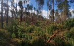 На Колківщині буревій повалив більше 30 га лісу
