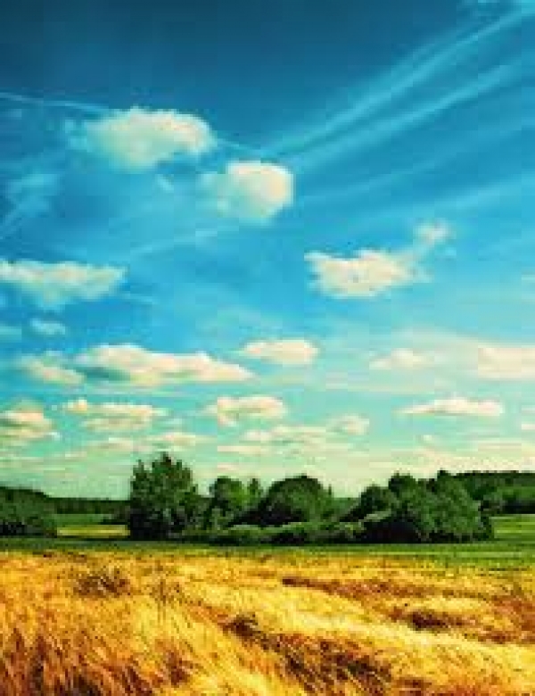 Минулого тижня Волинь лідирувала в Україні щодо продажу прав оренди на земельні ділянки з аукціонів